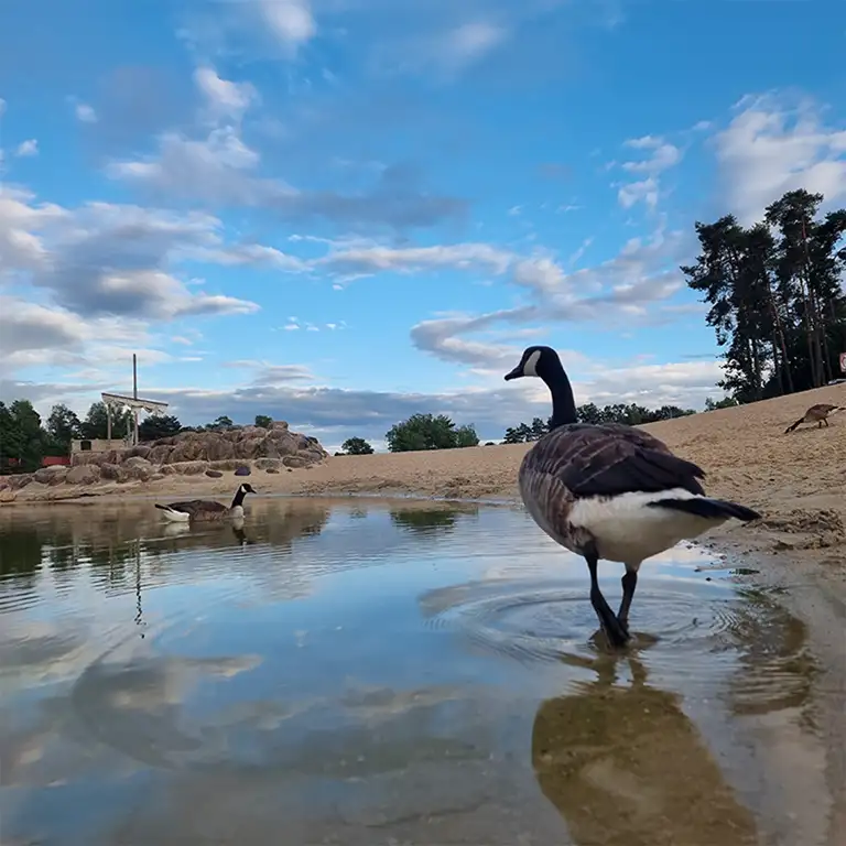 Gans an einem See