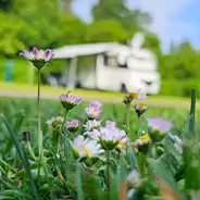 Gänseblümchen vor Wohnmobil